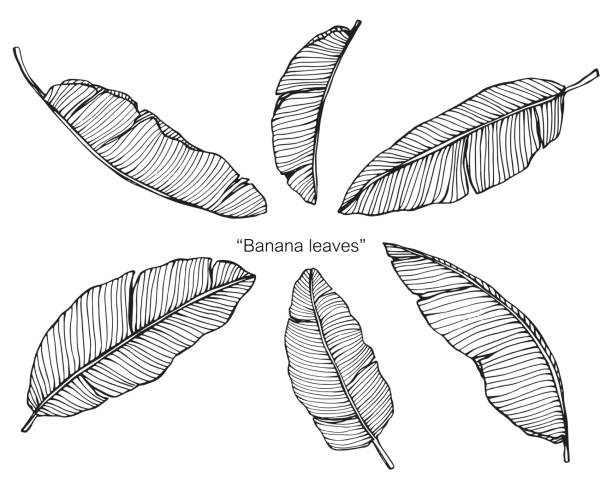 liście bananowca przez rysowanie ręczne i szkicowanie z grafiką liniową na białym tle. - banana leaf stock illustrations