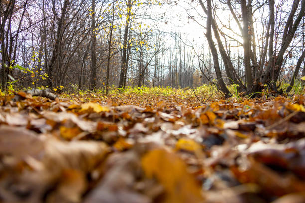 istock Fallen autumn leaves in the forest 868572596