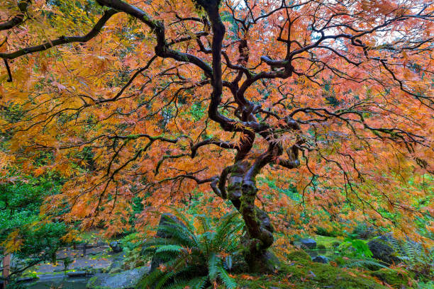 istock Lace Leaf Maple Tree at Japanese Garden in Fall Season Color Oregon 868575228