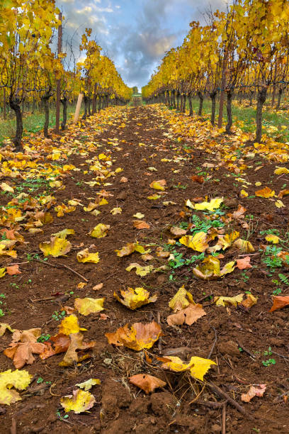 istock Rows of Grapevines with fallen leaves on ground in Oregon during fall season 868575244