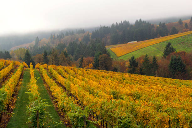 Vineyard in Dundee Oregon on a foggy day in fall season USA stock photo