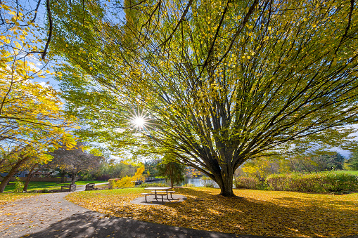 Big old tree at Commonwealth Lake Park in Beaverton Oregon with sun star burst during fall season