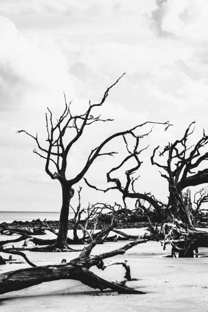 istock Driftwood beach - Jekyll Island, Georgia 868576540