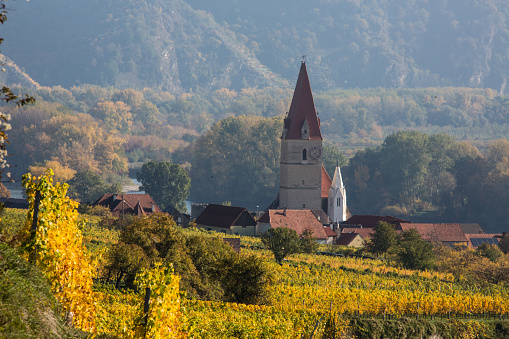 Weissenkirchenan der Donau, vineyard in the golden autumn