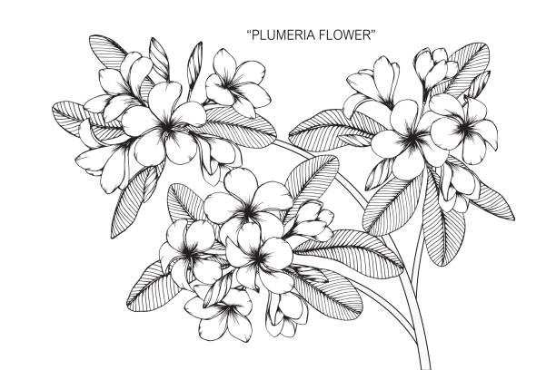 frangipani rysunek kwiat. - frangipani stock illustrations