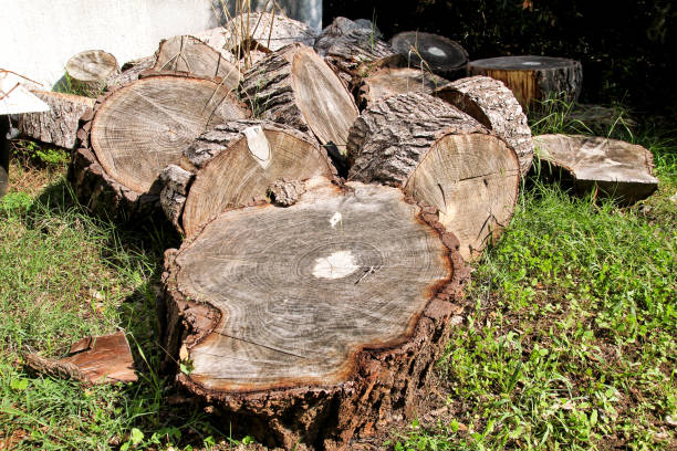 나무의 더미는 겨울 준비를 기록합니다. 잔디에 나무 줄기를 잘라. 다진된 장작의 스택입니다. 집 창 고에 나무의 더미입니다. 원시 짖는 나무 스토리지 야드에 기록합니다. 난방 계절, 겨울 시즌입니다. - barked log 뉴스 사진 이미지