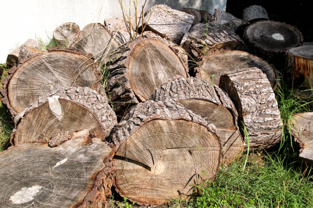 나무의 더미는 겨울 준비를 기록합니다. 잔디에 나무 줄기를 잘라. 다진된 장작의 스택입니다. 집 창 고에 나무의 더미입니다. 원시 짖는 나무 스토리지 야드에 기록합니다. 난방 계절, 겨울 시즌입니다. - barked log 뉴스 사진 이미지