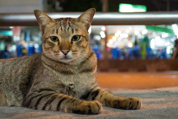istock Portrait striped cat on street at night 868579582