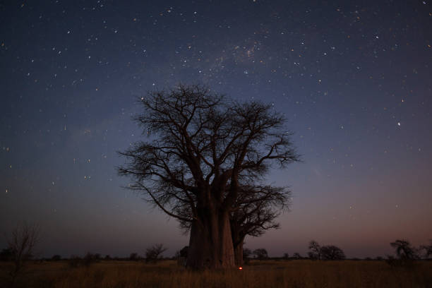 istock Baines campsite under the stars 868584880