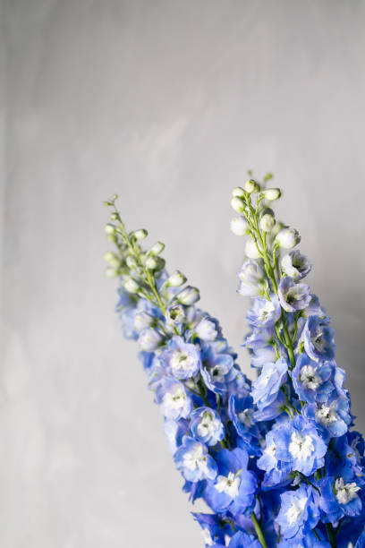 istock Blue delphinium flower with green leaves on light gray background 868584964