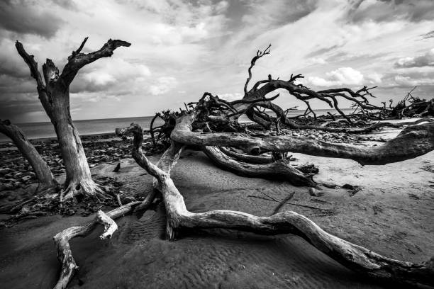 istock Driftwood beach - Jekyll Island, Georgia 868588078