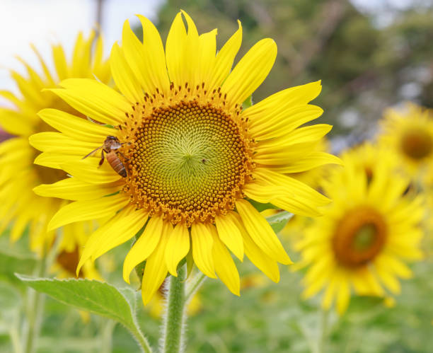 Sun flower 및 꿀벌 스톡 사진