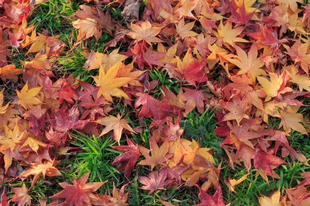 화려한 단풍나무의 leafs 스톡 사진