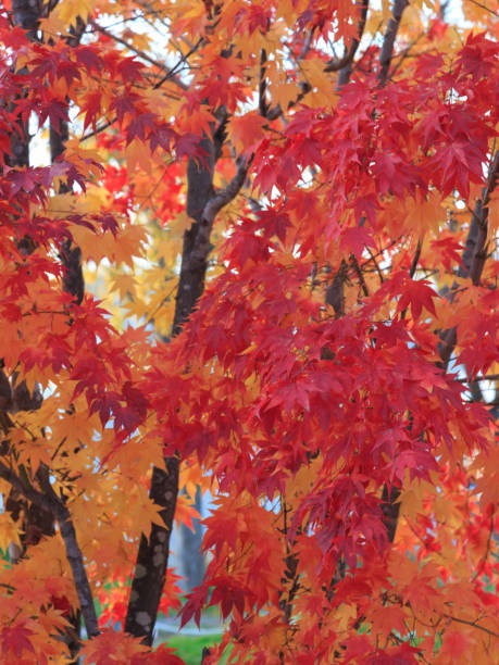 색상화 메이플 leafs 스톡 사진