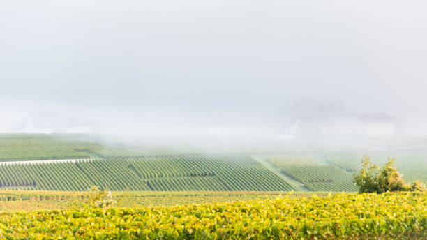 istock Misty valley with vineyard Villers-Marmery 868592580