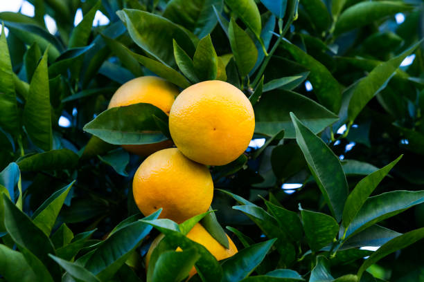 Orange tree with fruits ripen Orange tree with fruits ripen in the garden albero stock pictures, royalty-free photos & images