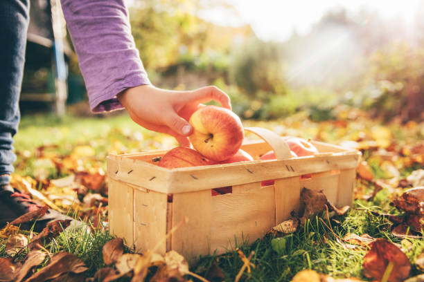 mele in giardino - orchard fruit vegetable tree foto e immagini stock