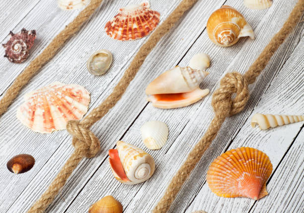 istock Sea shells and rope on a light wooden background 868595942