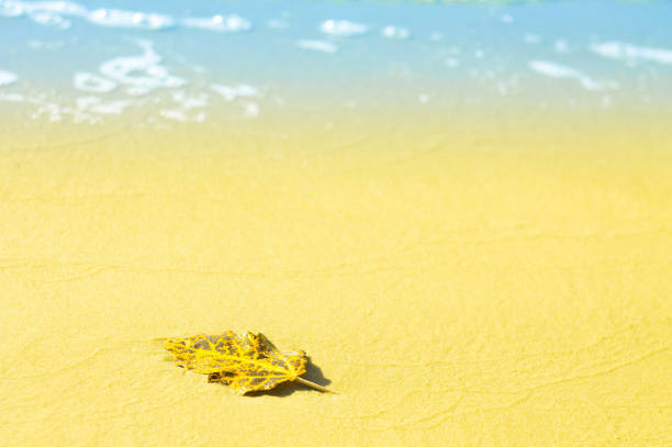 istock Autumn leaf on the sand near the water 868595964