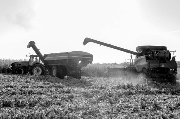 Grayscale image of a tractor and harvester in a corn field