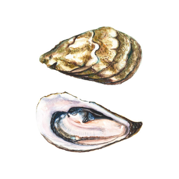 Two halfs of watercolor oyster vector art illustration