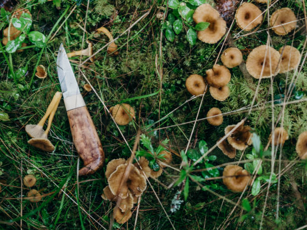 Funnel chantarelles and knife on green moss out in nature Funnel chantarelles and knife on green moss out in nature cantharellus tubaeformis stock pictures, royalty-free photos & images