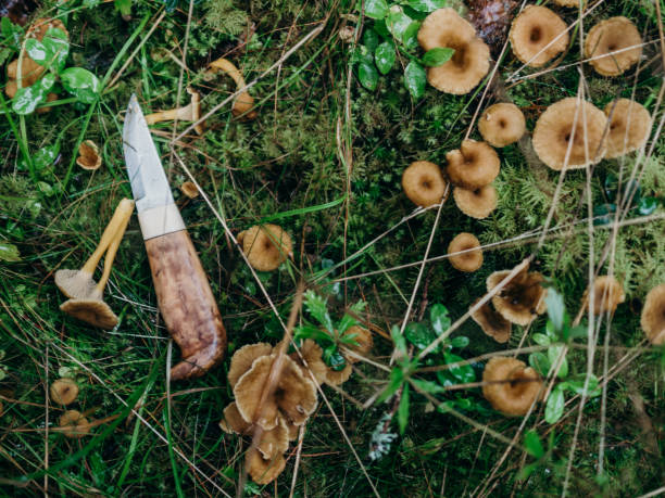 chantarelles funil e faca em verde musgo para fora na natureza - yellowfoot - fotografias e filmes do acervo