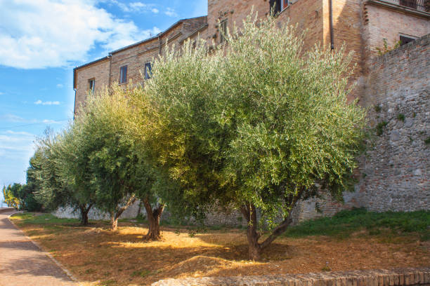 istock Olive Trees Garden, with Olives on the Branches, Nature Background 868603728
