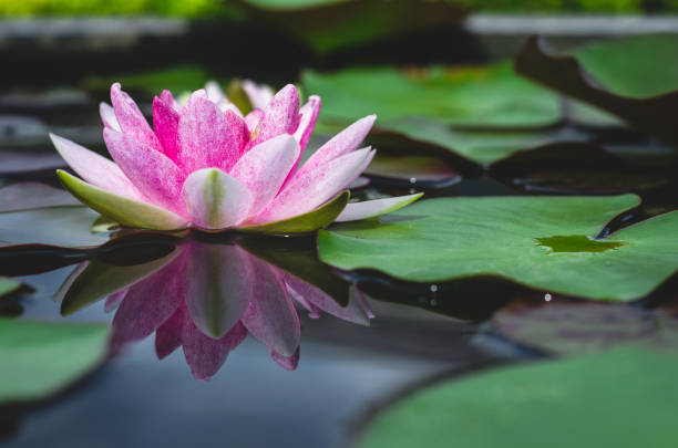 istock lotus flower. water aqua flower. 868606930