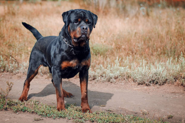 retrato del perro rottweiler grande - rottweiler fotografías e imágenes de stock