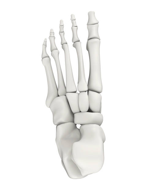 istock Foot Bones Anatomy Isolated 868611568