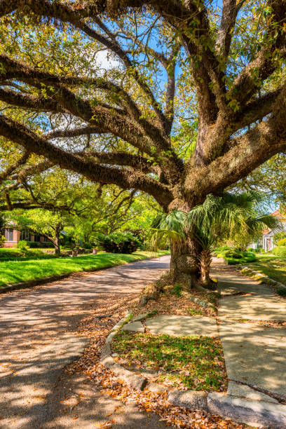 istock Giant Tree in Street in Mobile Alabama 868611590