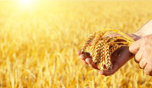 istock The wheat ears in farmer's hands close-up sunset time 868611762