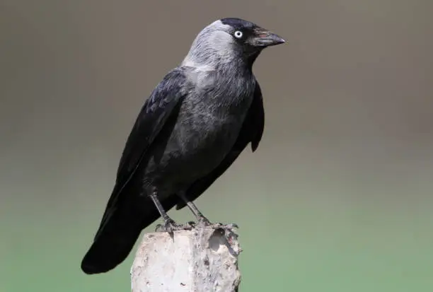 Close up view on The western jackdaw (Corvus monedula),