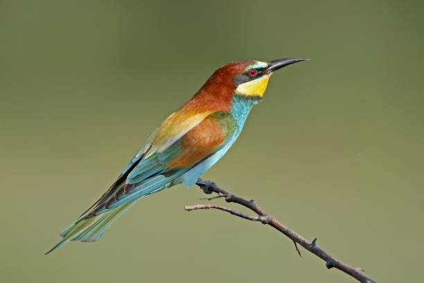 istock Classical portrait european bee eater in soft morning light on beautiful blurred background. 868612258