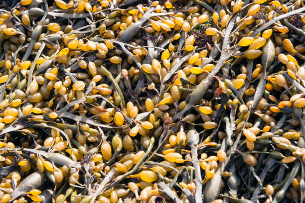 Seaweed close-up background texture Yellow, green and brown colours of seaweed