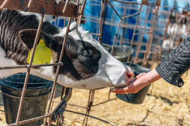 istock Girl with hand feeding a young calf 868618366