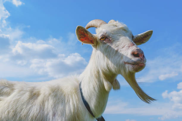 istock Head of white goat against blue sky 868618454