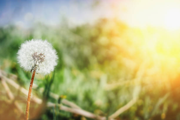 istock Dandelion close-up on blurred natural background 868618556