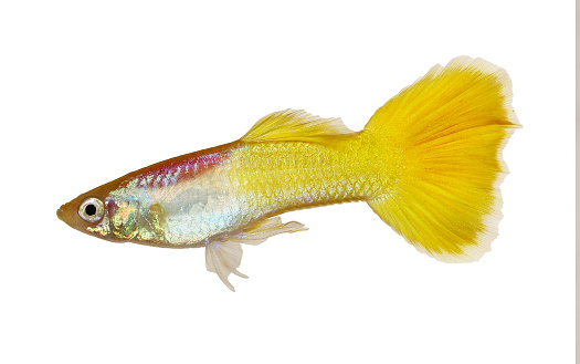 Guppy Poecilia reticulata colorful rainbow tropical aquarium fish