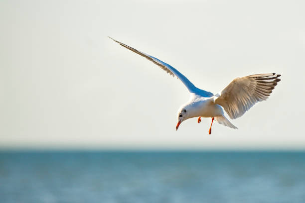 istock Black-headed gull flying deep over the Baltic sea 868619630