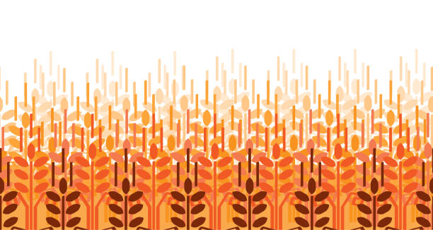 Wheat ears pattern. Vector agriculture background. Wheat field Wheat ears seamless pattern. Vector agriculture background. Wheat field bread backgrounds stock illustrations