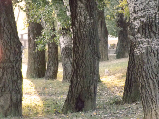 istock Fallen leaves unther the old poplar trees in the autumn 868623398