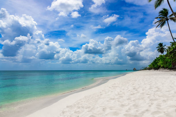 istock paradise tropical beach palm the Caribbean Sea 868623472