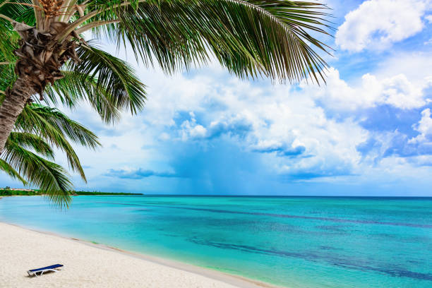 istock paradise tropical beach palm the Caribbean Sea 868623476
