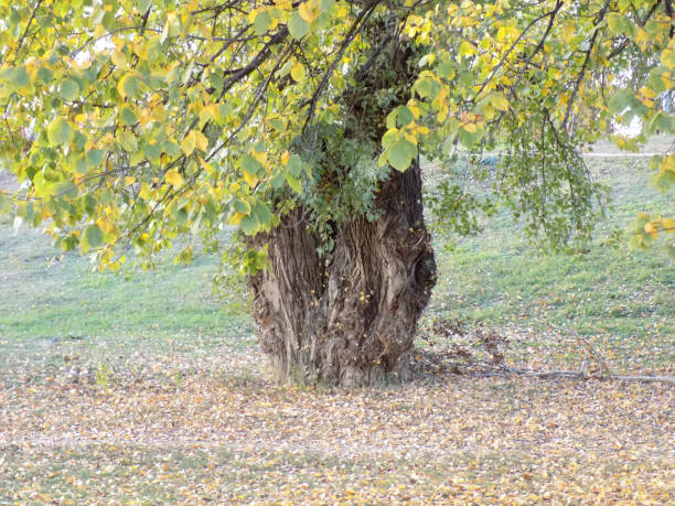 feuilles tombées unther très vieux peuplier à l’automne - poplar tree treetop forest tree photos et images de collection
