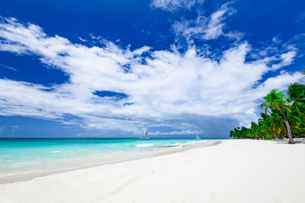 istock paradise tropical beach palm the Caribbean Sea 868626536