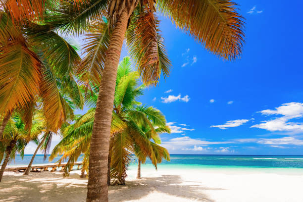 istock paradise tropical beach palm the Caribbean Sea 868626540