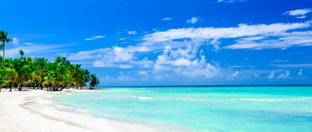 istock paradise tropical beach palm the Caribbean Sea 868626578
