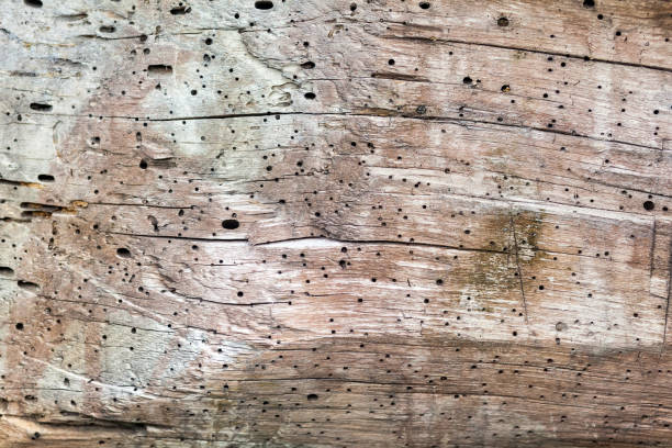 istock On a cut of a tree holes from beetles. Many points 868627244